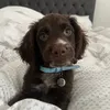 reggieroocockerspaniel