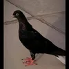 vhbbfh.hhgdh
