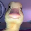 mr.duck903