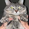 ElGatozz