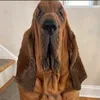 dniinix