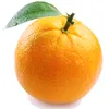 photographicorange