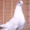 alhassan1352