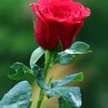 user5116027039411