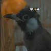 dlalabas59