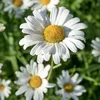 marguerite0194