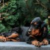 the_best_gordon_setter