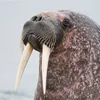fearless_walrus