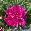 samln_194