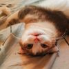 kitty_harley_