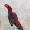 kanakha7