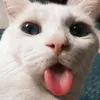 ayyyzaaaaa0