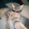gatovisk_bourgeois