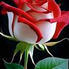 md.mansoor046