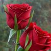 shareef.khan0924539
