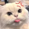 ayong_trami