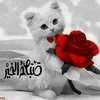 ahlammhamad7