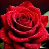 user4500693266207