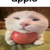 imreq229