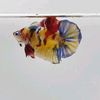 betta.mg.crb