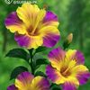 santhosh.kb8