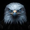 WARRIORS🦅