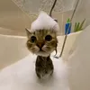 funniest.animals.off