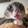 jeffyjamesjunior