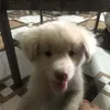 brutus_0000