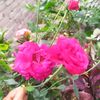 user7312162250183