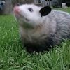 rabid.possum72