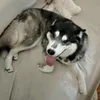 stories.ofone.husky