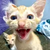 armykittties