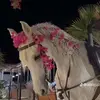 .mashagba1