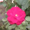 micaa_2180