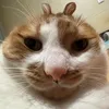 laaj.008