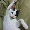 opboo_.0