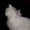 jwan_barware1