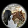 shesho53
