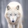 whitewolf8949