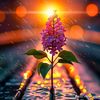 rehan.com01