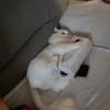 f0xyxdst
