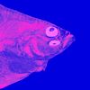 flounderingpod