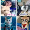 nya.hana.yuurisuki.34.99