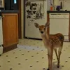 iamliterallyadeer
