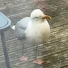 mollz_xx26