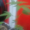 greenpurple46