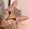 Fifibaby