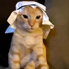 igrookyz