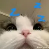 cunxinkkne